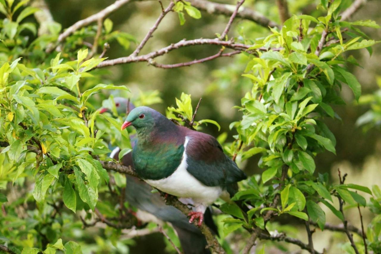 Durie Vale Retreat Βίλα Whanganui Εξωτερικό φωτογραφία